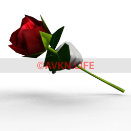 Red Rose