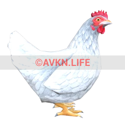Chicken (White)