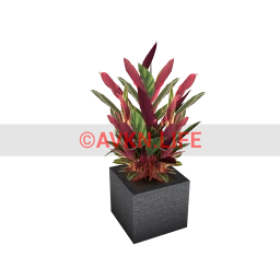 Loft  Lava Plant