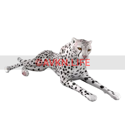 White Cheetah