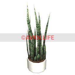 Aloha Snake Plant