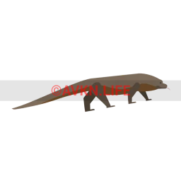 Wanderlust Komodo Dragon Sticker