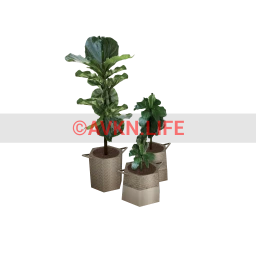 Lagom Sor? Plant Set