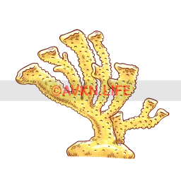 Branching Coral Sticker