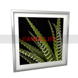 Emerald Sky Haworthia Wall Art