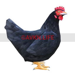 Chicken (Black)