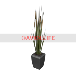 Potted Cattail Grass