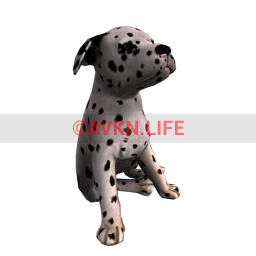 Dalmatian Puppy