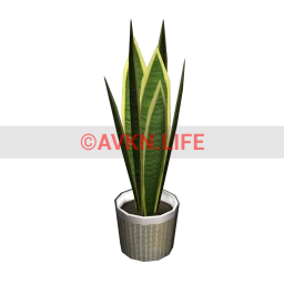 Potted Snake Plant