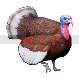 Turkey (Brown)