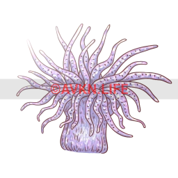 Sea Anemone Sticker