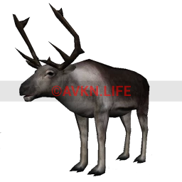 Reindeer