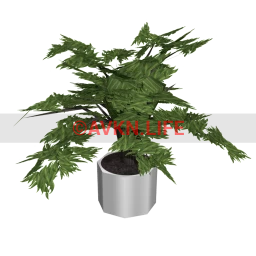 Aspiring for Greatness Plant