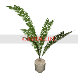 Cerroblanco Houseplant