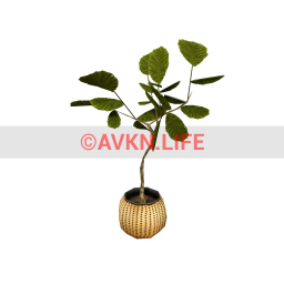 Luxe Beech Sapling