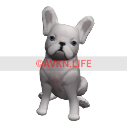 French Bulldog Puppy - White
