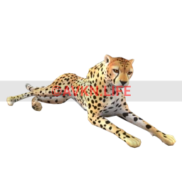 Cheetah