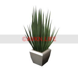 Potted Wheat Grass