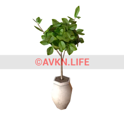 Joseline Potted Plant